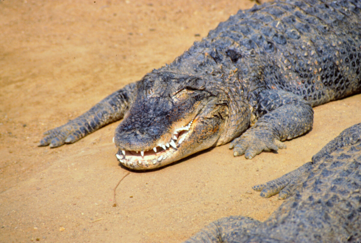 Krokodil in Schlangenfarm Johannesburg