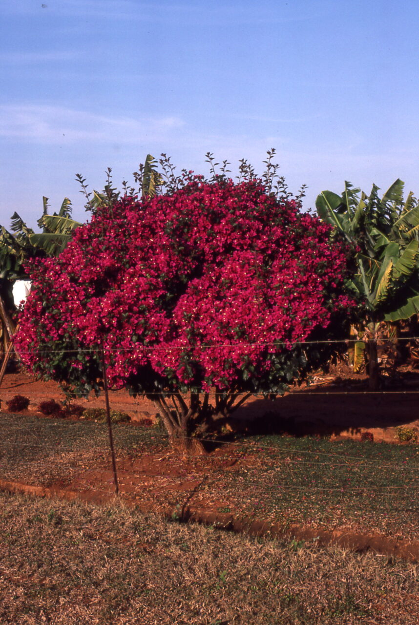 Kruger National Park