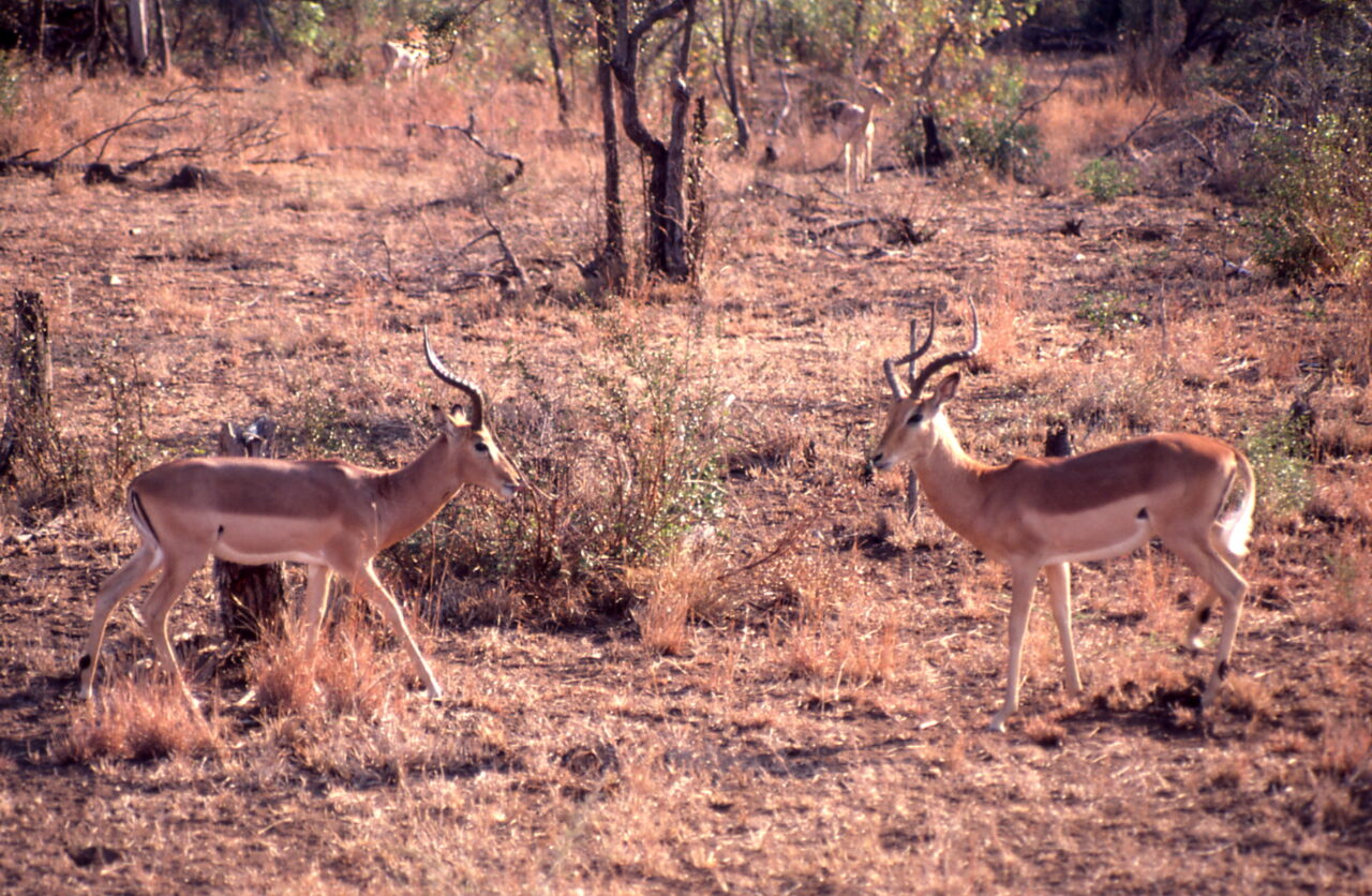 Kruger National Park