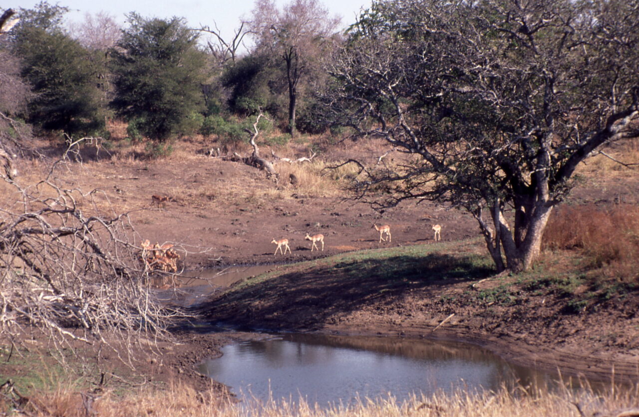 Kruger National Park