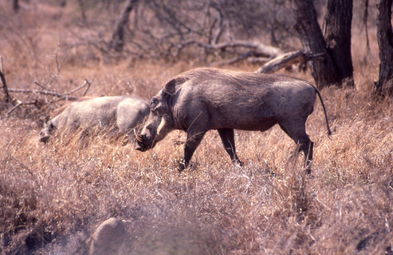 Kruger National Park