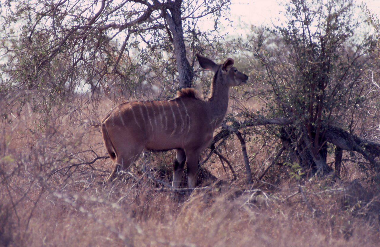 Kruger National Park
