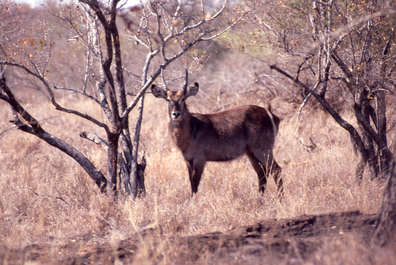 Kruger National Park