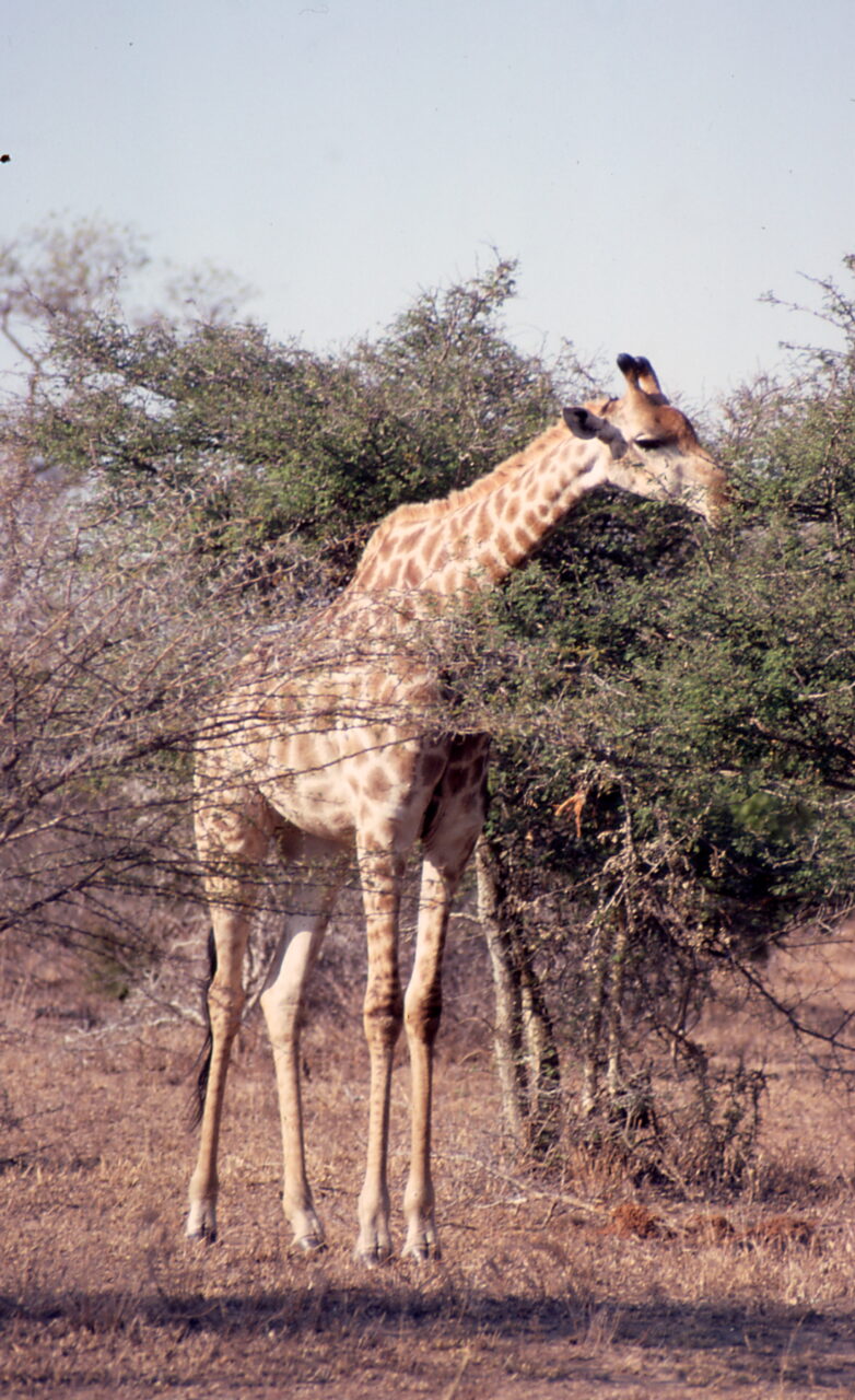 Girafe Kruger National Park