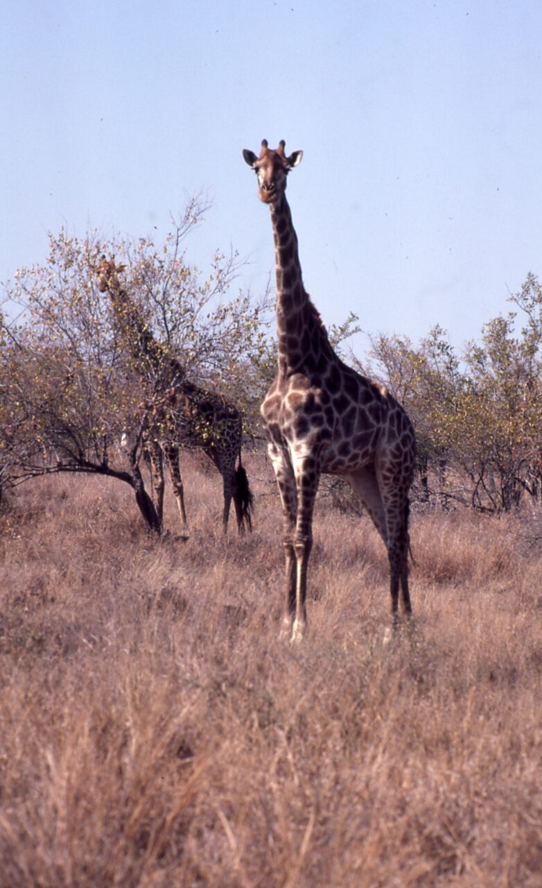 girafe  Kruger National Park