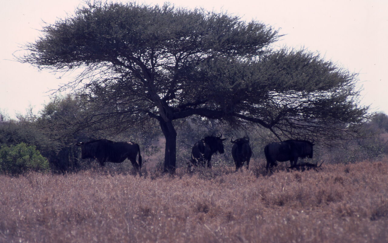 Kruger National Park