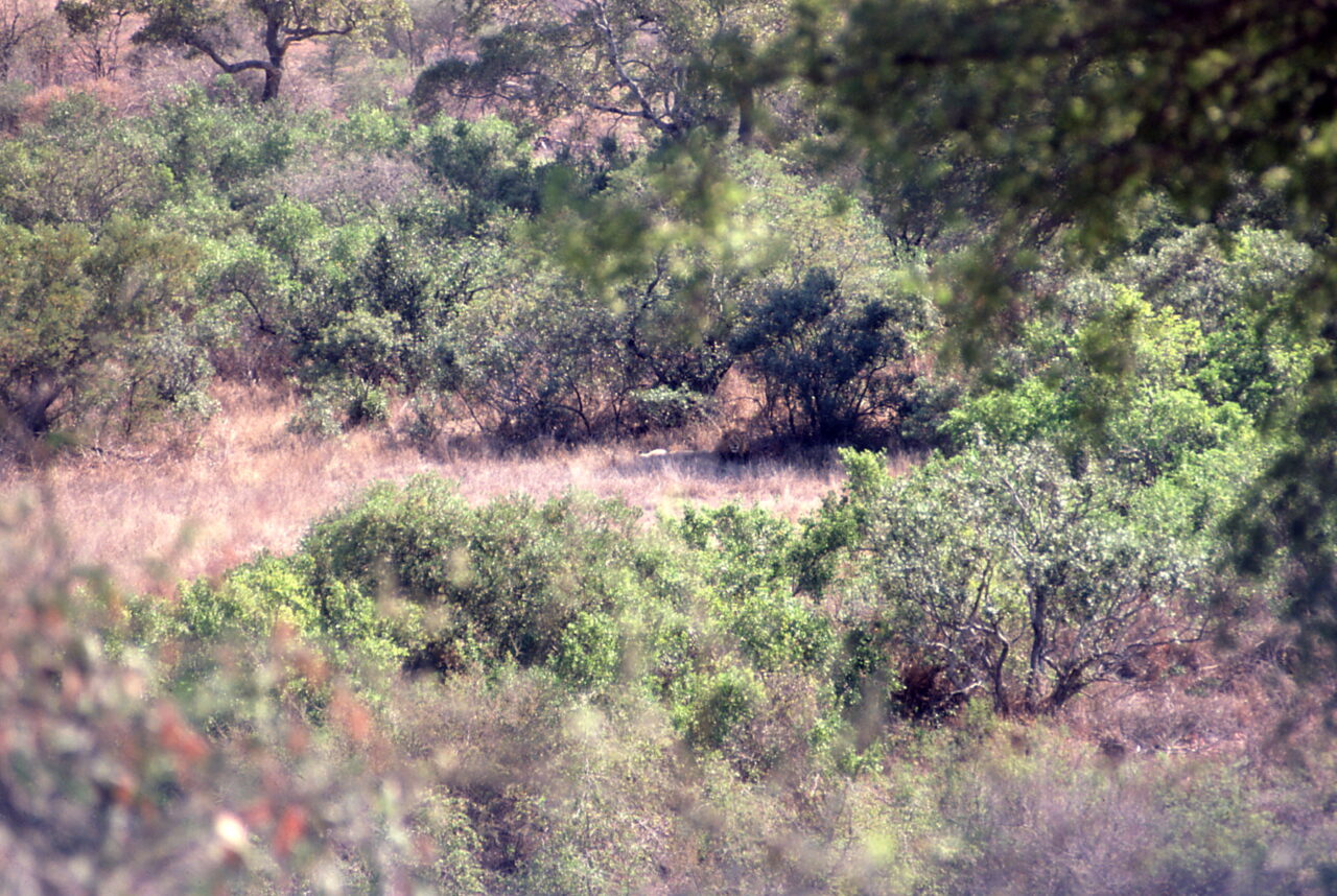 Kruger National Park