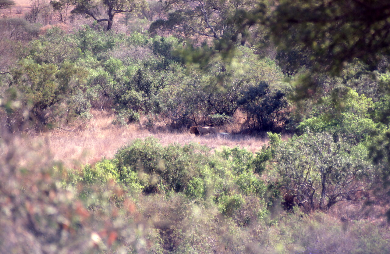 Kruger National Park