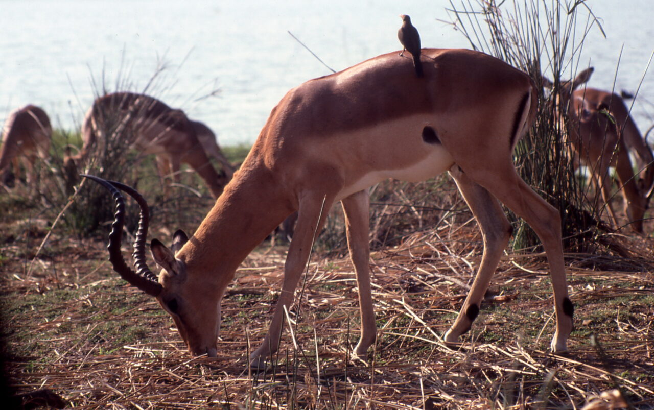 Kruger National Park