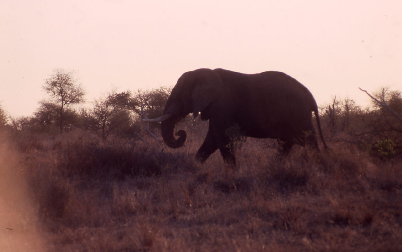 Elephant Kruger National Park