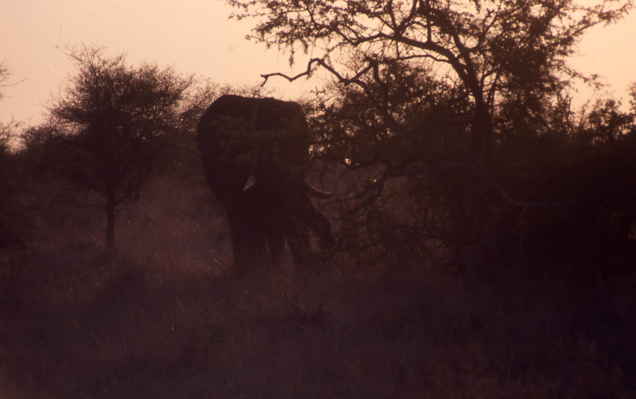 Elephant Kruger National Park