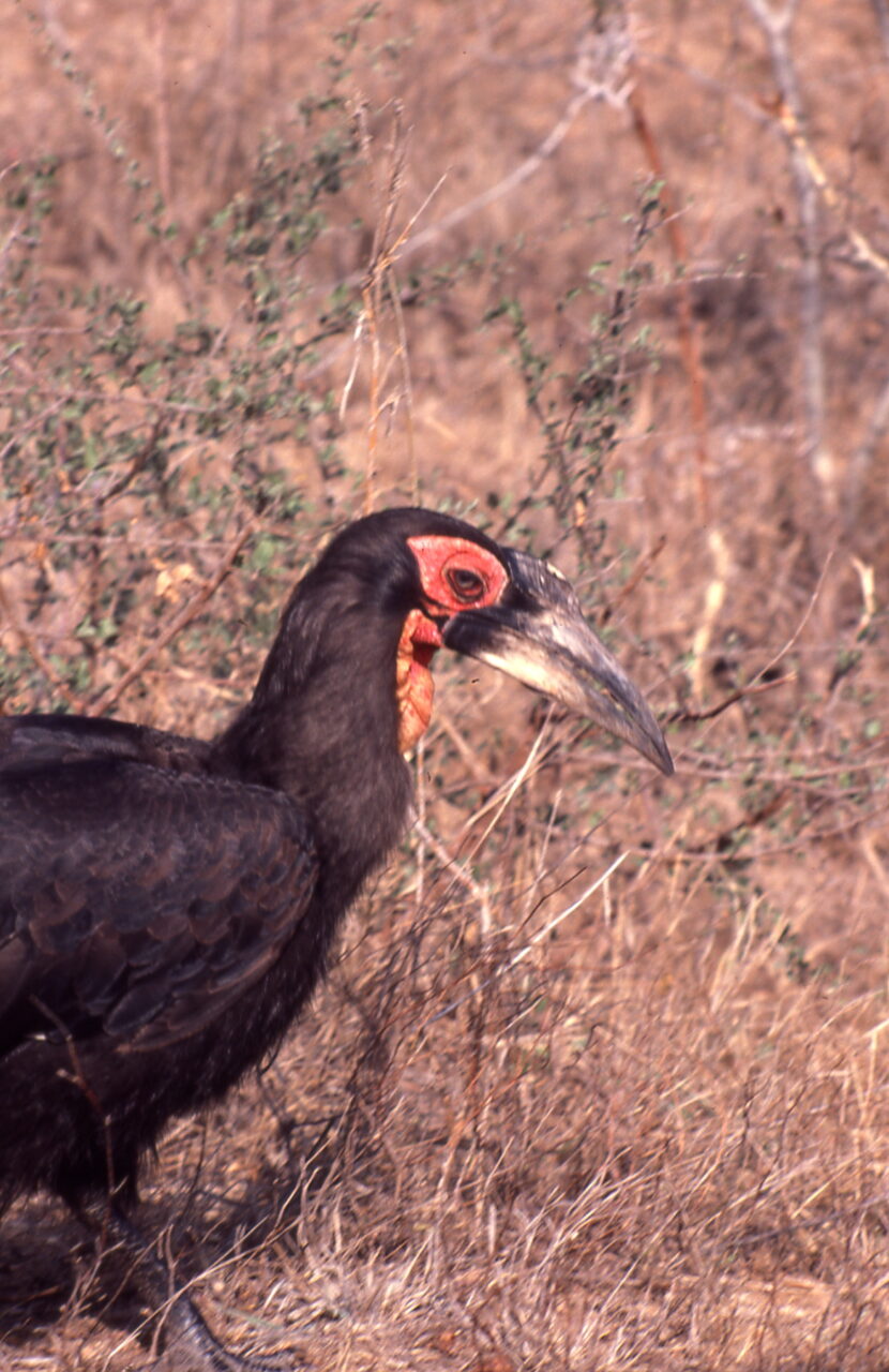 Kruger National Park
