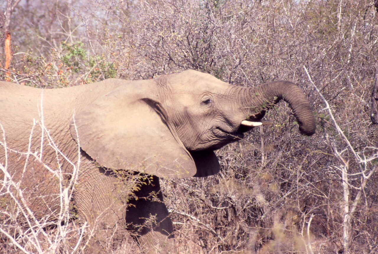 Elephant Kruger National Park