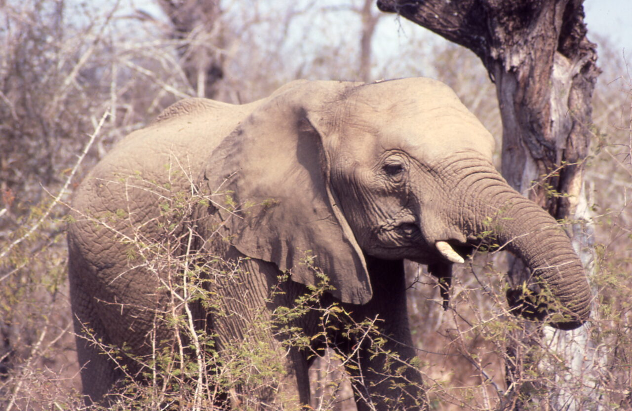 Elephant Kruger National Park