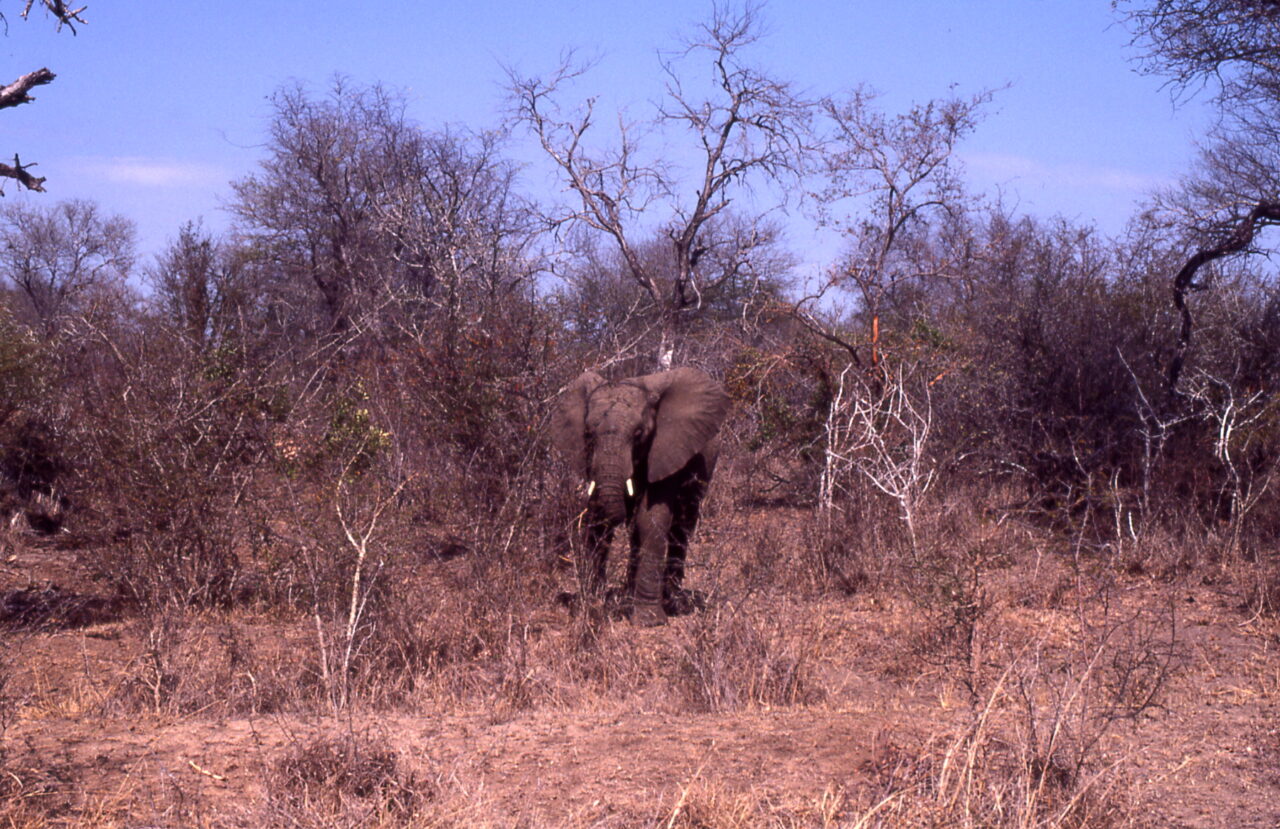 Elephant Kruger National Park