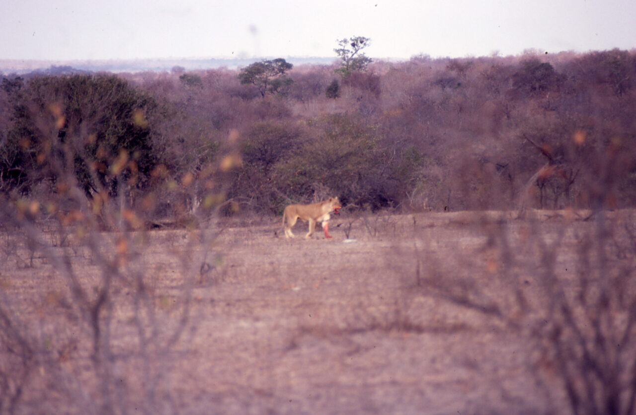 Kruger National Park