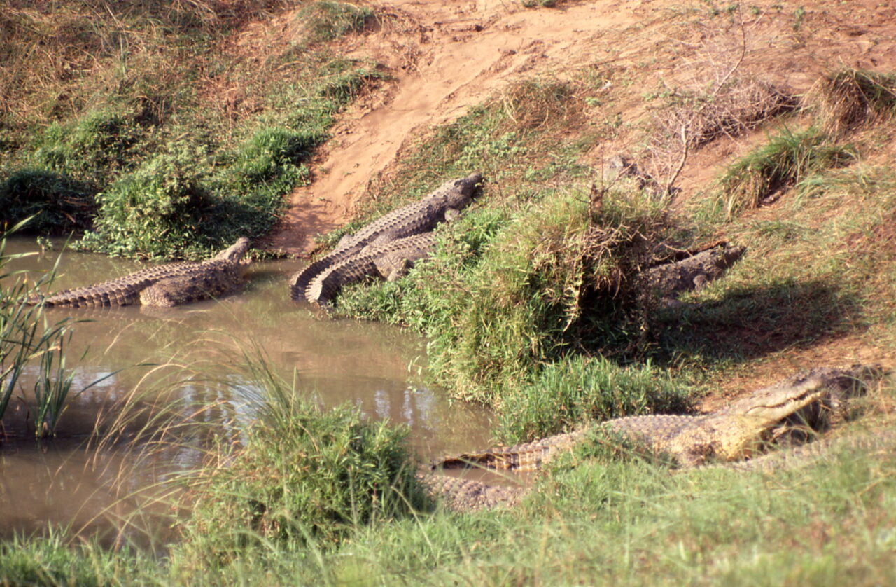 Crocodiles