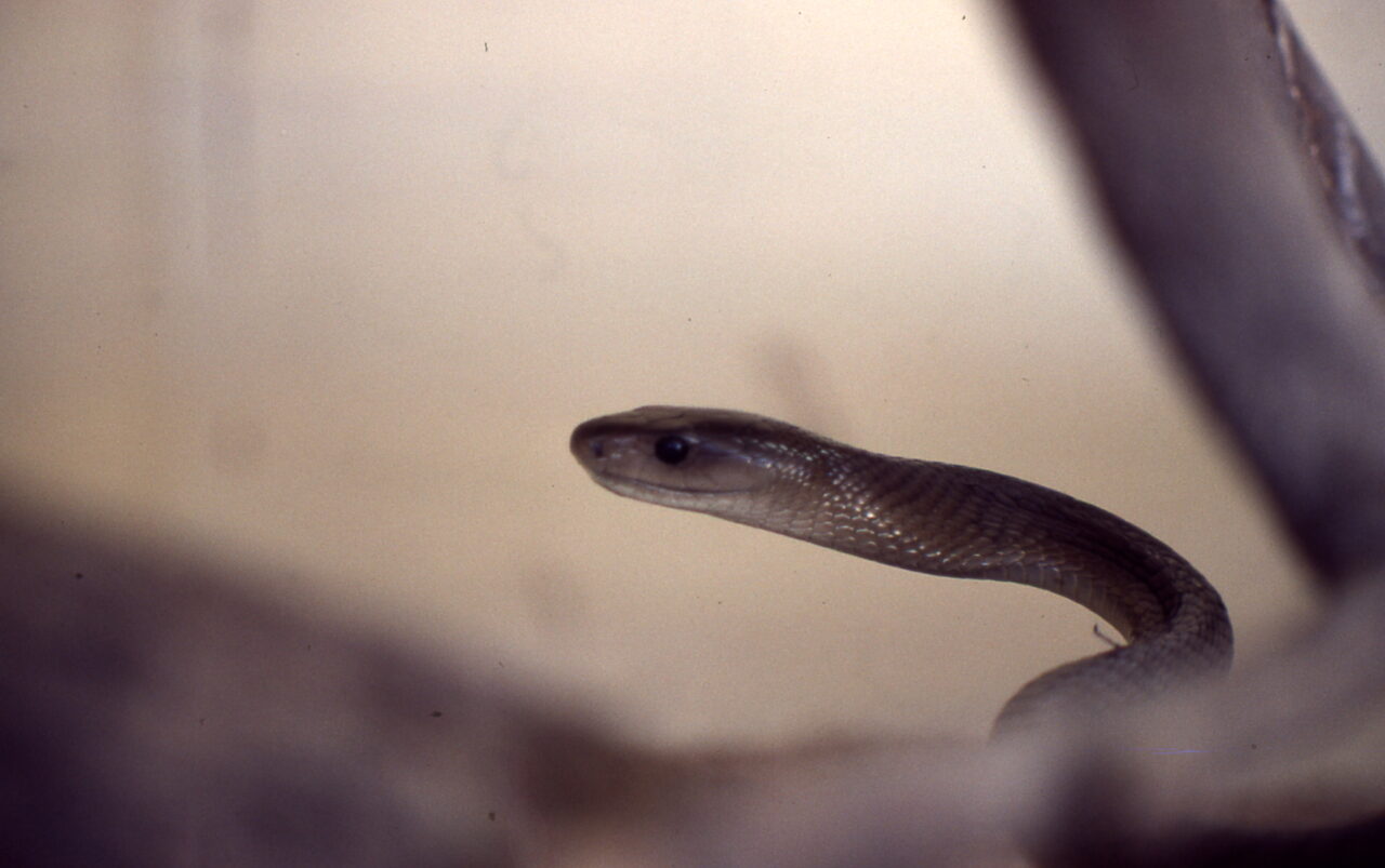 snake
