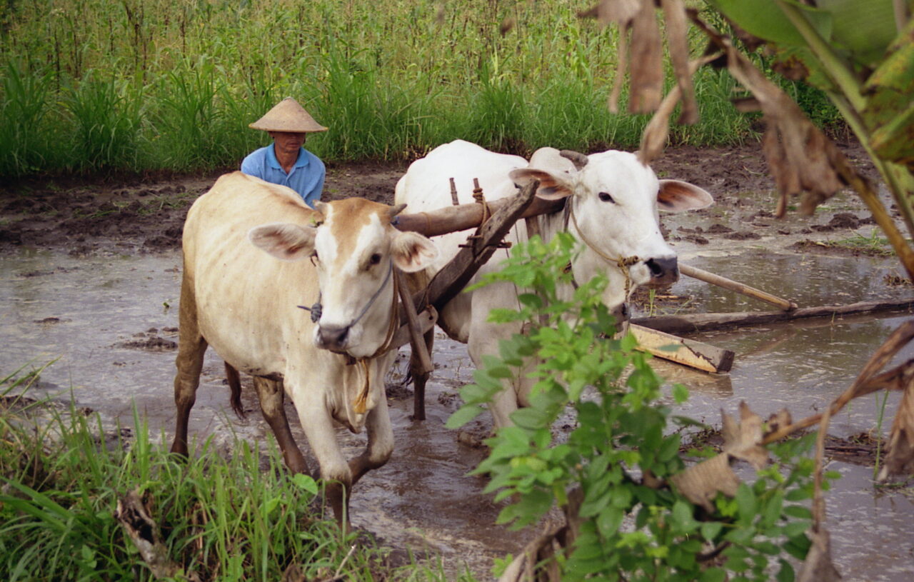 Buffaloes in Rice fields