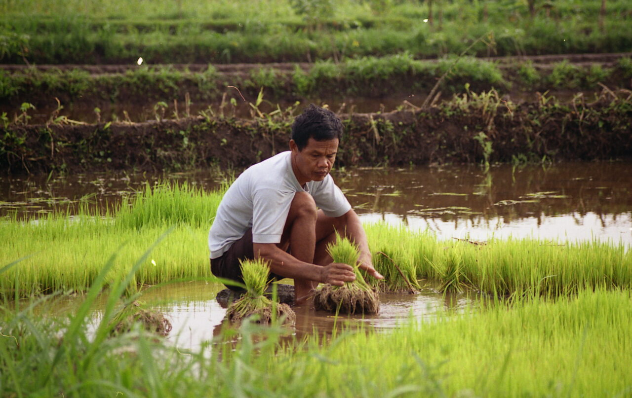 Farmer in Rice fields