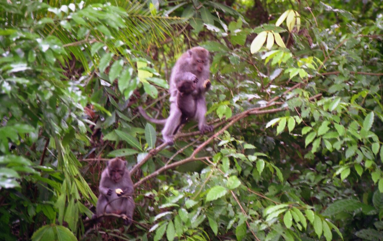 Affen auf Lombok